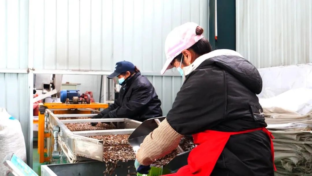 【 “三抓三促”行動專題報道】看！奔跑在春天里的山丹