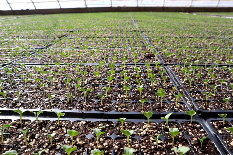 臨澤：育苗產業跑出鄉村振興“加速度”